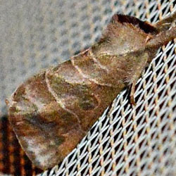 Clostera anastomosis Clostera anastomosis